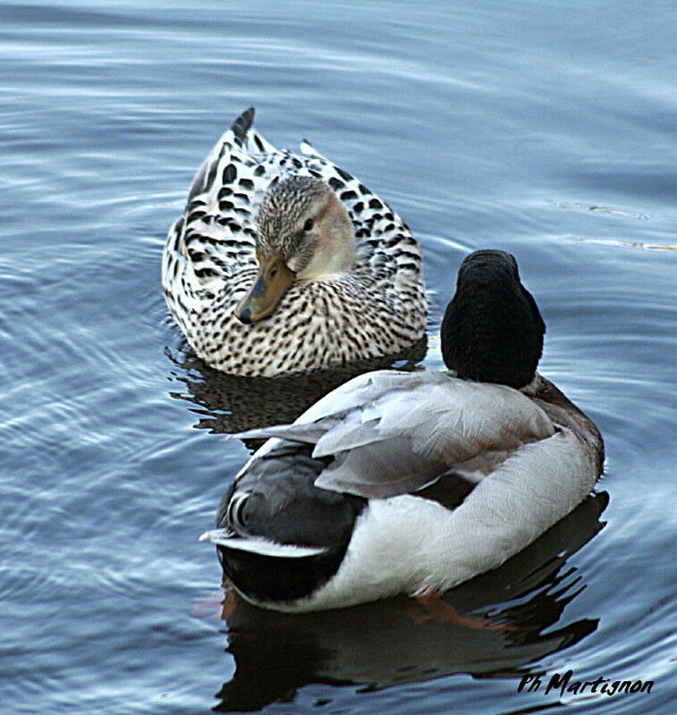 Canard colvert