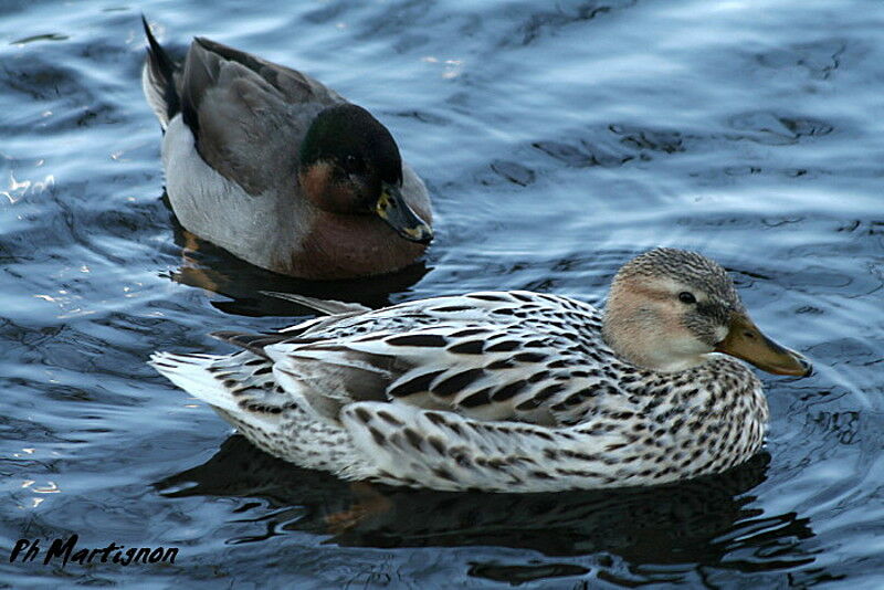 Canard colvert femelle