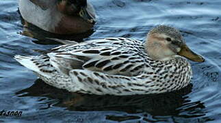 Canard colvert