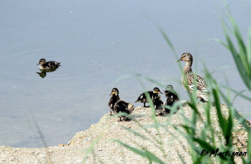 Canard colvert