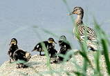 Canard colvert