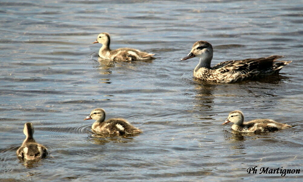 Canard colvert