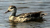 Canard colvert