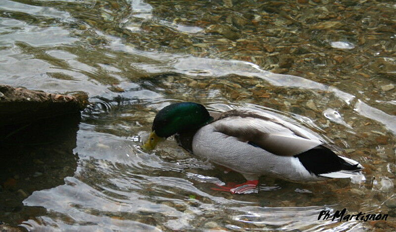 Mallard male, identification