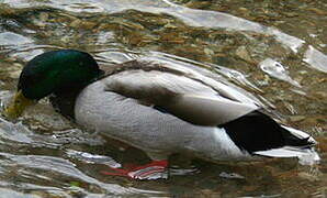 Canard colvert