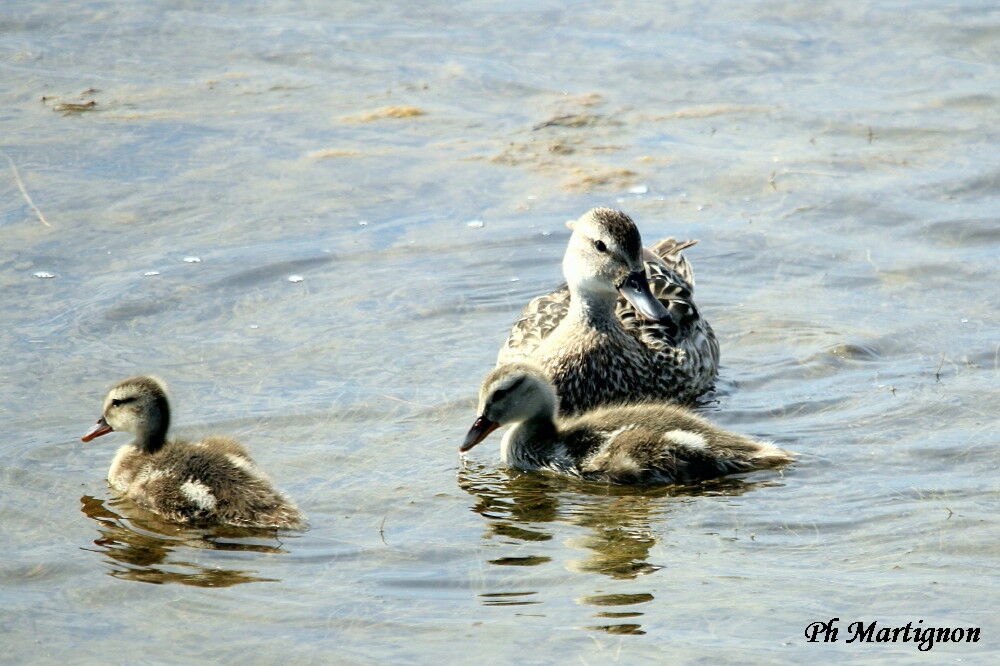 Mallard