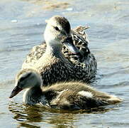 Canard colvert