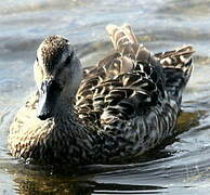 Mallard