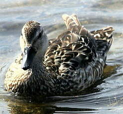 Canard colvert