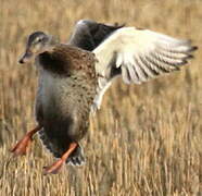 Canard colvert