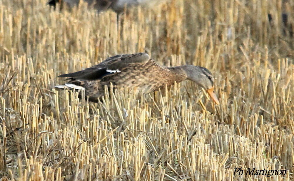 Canard colvert