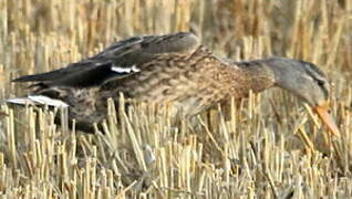 Canard colvert