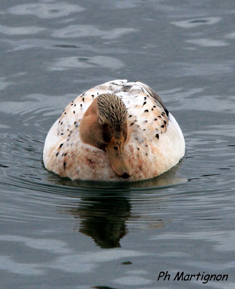 Mallard, identification