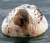 Canard colvert