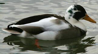 Canard colvert