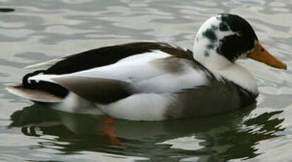 Canard colvert