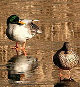 Canard colvert