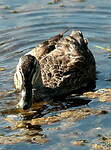 Canard colvert