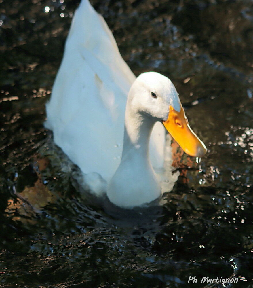 Mallard, identification