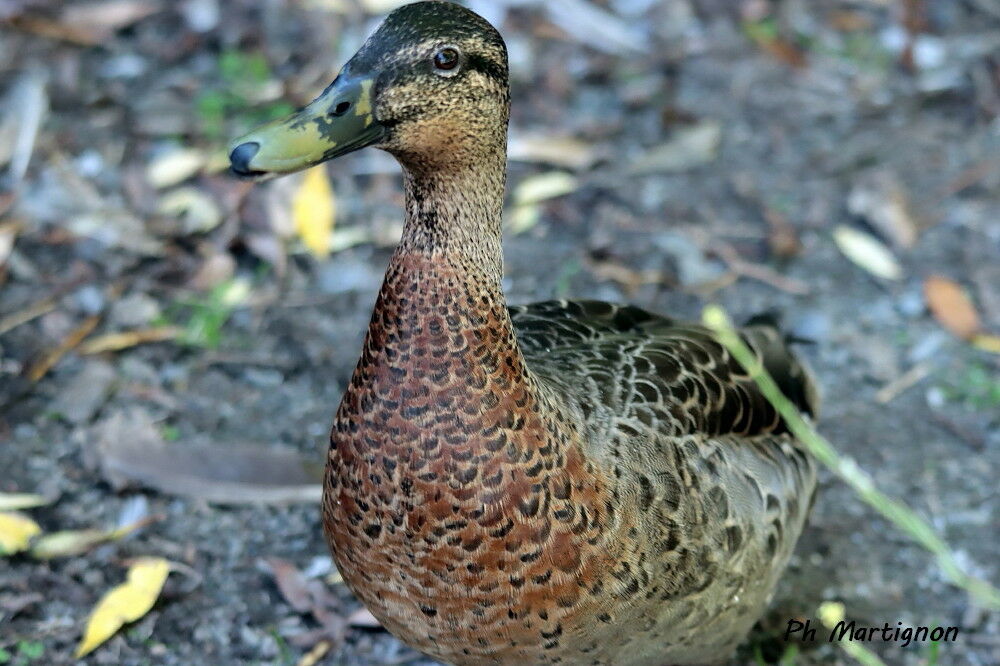 Canard colvert