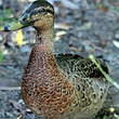 Canard colvert