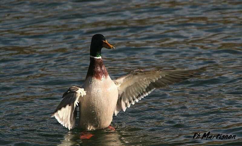 Canard colvert, Comportement