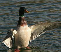 Canard colvert