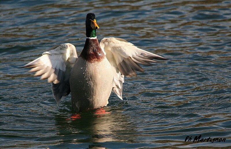 Mallard, Behaviour