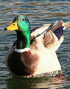 Canard colvert