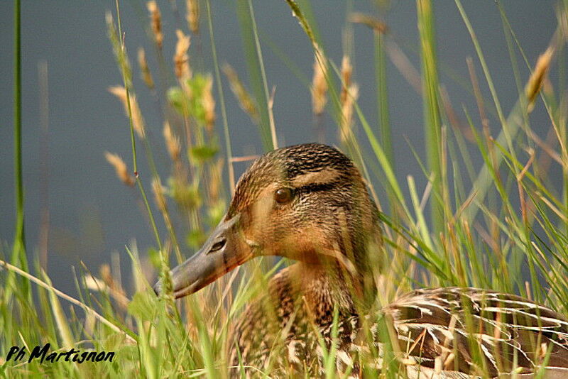 Canard colvert femelle, identification