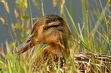 Canard colvert