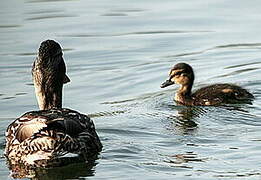 Canard colvert