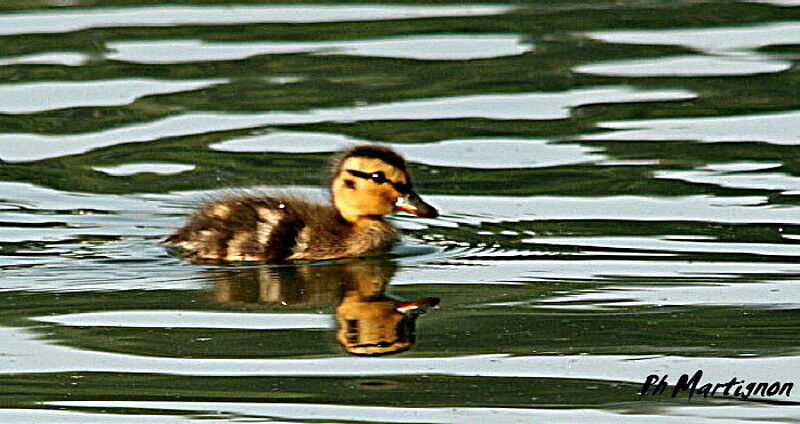 Mallardjuvenile, identification