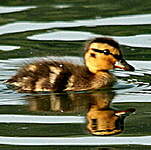 Canard colvert