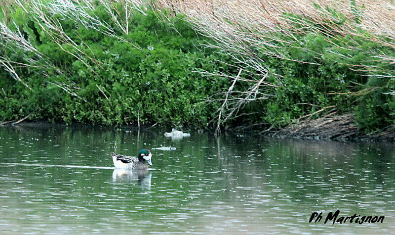 Chiloe Wigeon