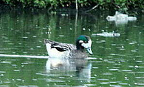 Chiloe Wigeon