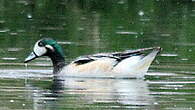 Canard de Chiloé