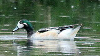 Chiloe Wigeon