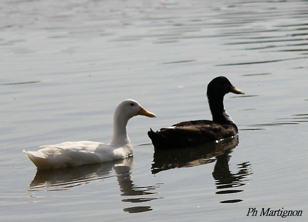 Canard des Bahamas