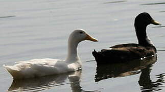 White-cheeked Pintail