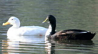 White-cheeked Pintail