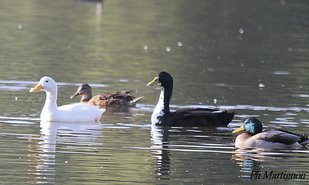 White-cheeked Pintail