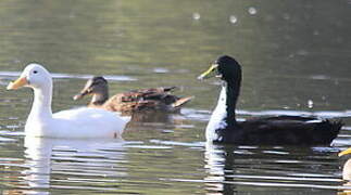 White-cheeked Pintail