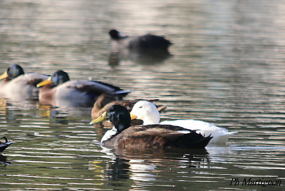 Canard des Bahamas