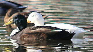 White-cheeked Pintail