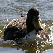 White-cheeked Pintail