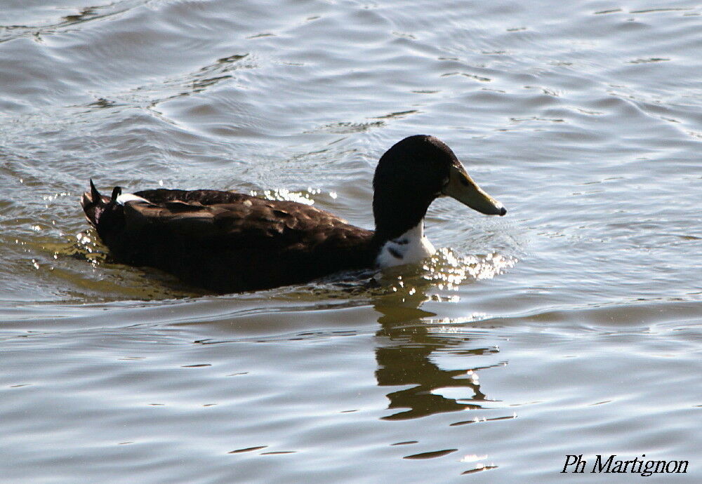 White-cheeked Pintail