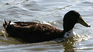 White-cheeked Pintail