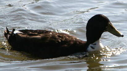 Canard des Bahamas