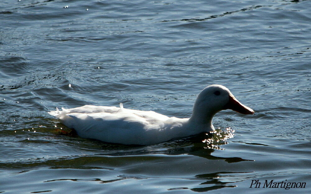 White-cheeked Pintail